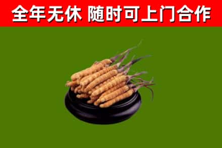 滨城回收散虫草